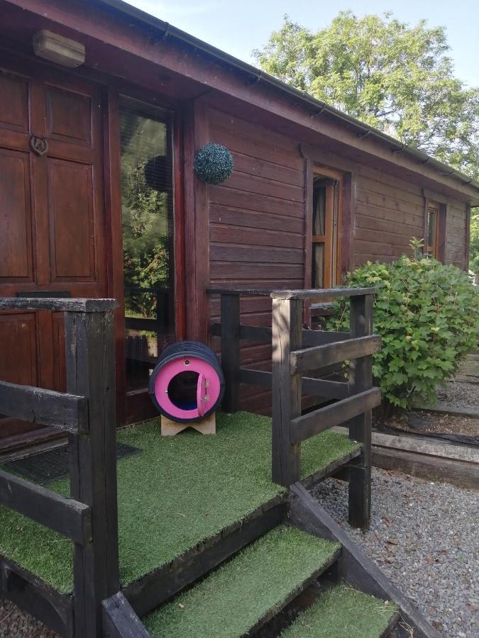 Stay With Your Pet Киларни Екстериор снимка