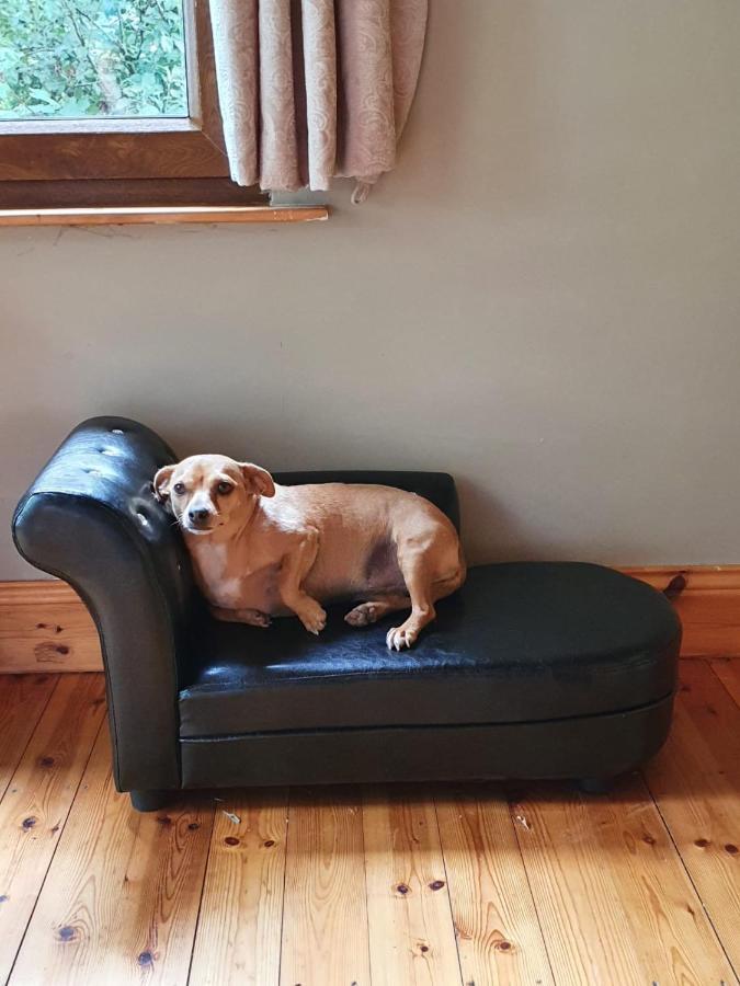 Stay With Your Pet Киларни Екстериор снимка